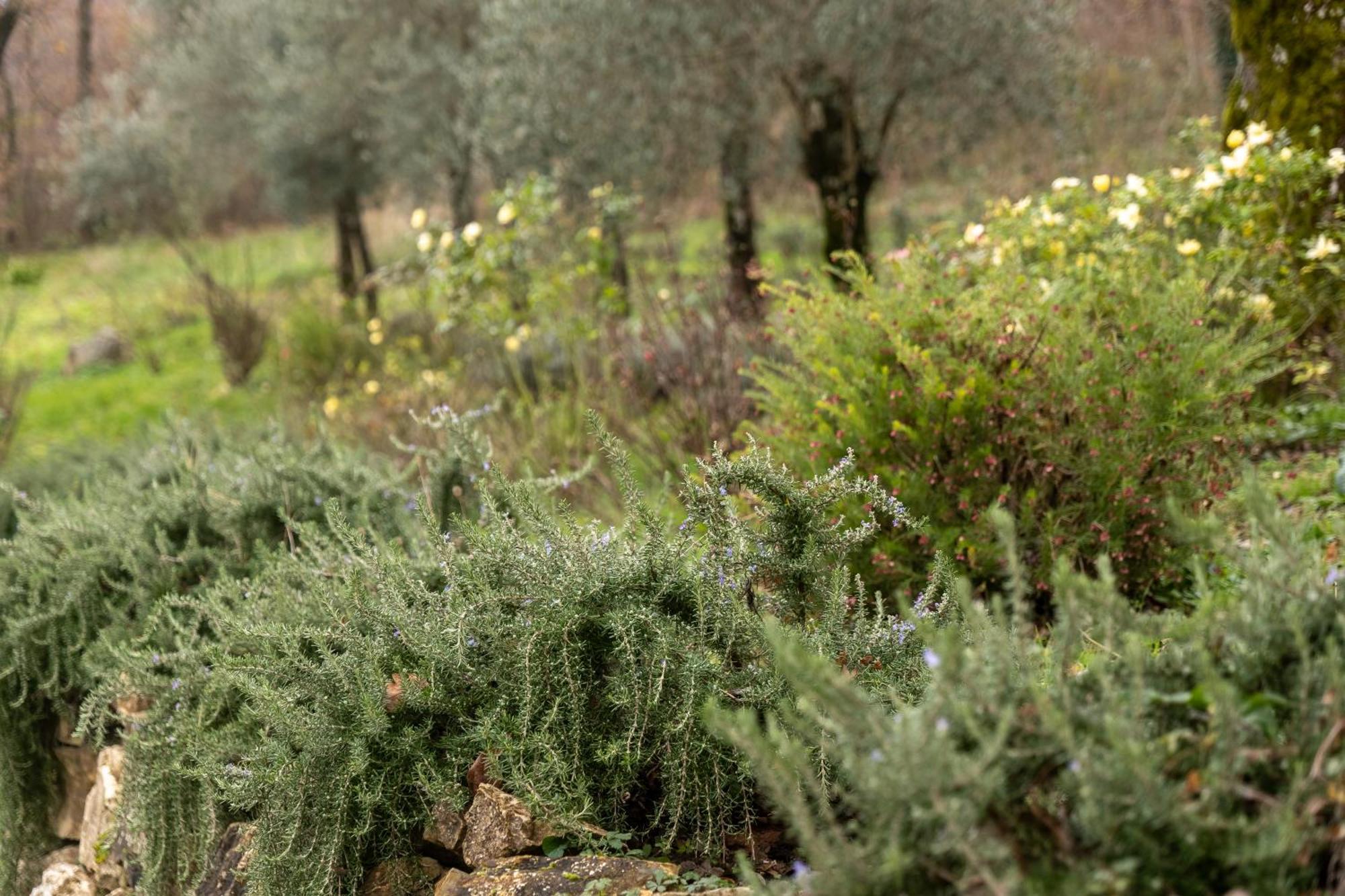 מונטלה Masseria Boutique B&B מראה חיצוני תמונה